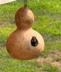 Gourd Birdhouse $25